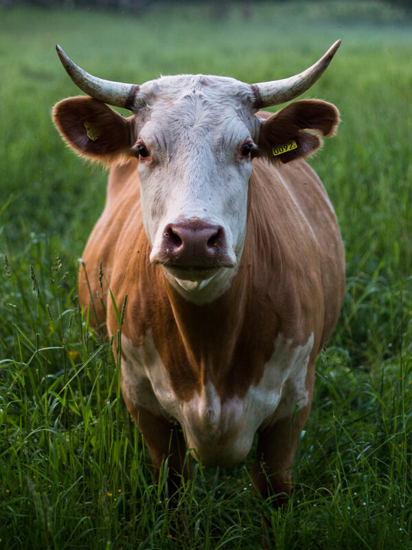 photo line - a cow looking at the camera while standing in the tall grass a cow looking at the camera while standing in the tall grass
