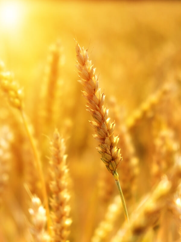 photo line - a photo of a wheat fields with the camera focussing on one ear of wheat a photo of a wheat fields with the camera focussing on one ear of wheat
